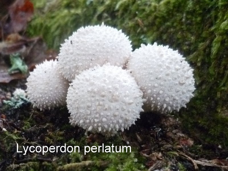 Lycoperdon perlatum-amf1919.jpg - Lycoperdon perlatum ; Syn: Lycoperdon gemmatum ; Nom français: Vesse de loup perlée